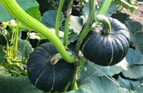 网红吃瓜视频全部,揭秘娱乐圈幕后真相