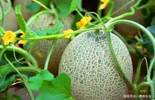 蝴蝶吃哈密瓜会死吗视频,揭秘哈密瓜的神秘毒效