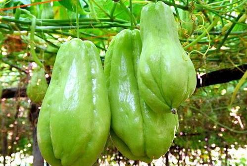 大哥吃佛手瓜视频播放,视频播放引网友热议