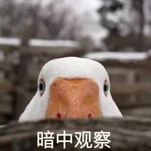 吃瓜鹅搞笑视频,笑料百出，欢乐无限