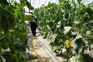 吃瓜留瓜视频,揭秘热门视频背后的故事与真相