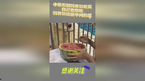 吃瓜小熊视频大全免费观看,吃瓜小熊视频大全，一网打尽欢乐瞬间