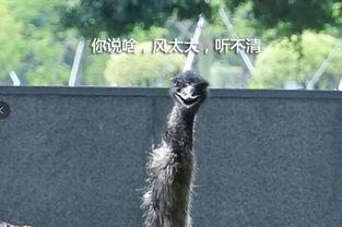 鸵鸟会吃佛手瓜吗视频教程,探索鸵鸟饮食新选择