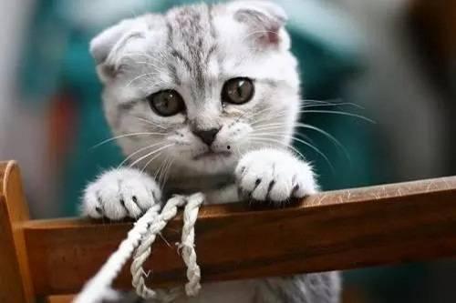 邓峰家的猫吃瓜视频,萌态十足引网友热议