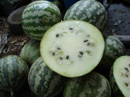 吃的瓜如何收集种子视频,瓜类种子收集视频攻略