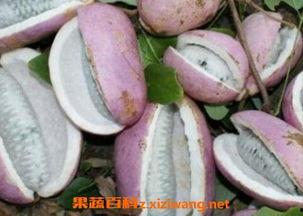 吃八月瓜吐籽视频大全,趣味视频带你探索果实奥秘