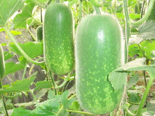 八卦吃瓜音乐视频大全,盘点热门八卦吃瓜音乐视频大全