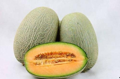 柯基能否吃哈密瓜呢视频,揭秘哈密瓜的适宜性
