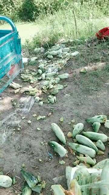 爸妈吵架吃瓜现场视频大全,吃瓜群众围观的家庭“大战”