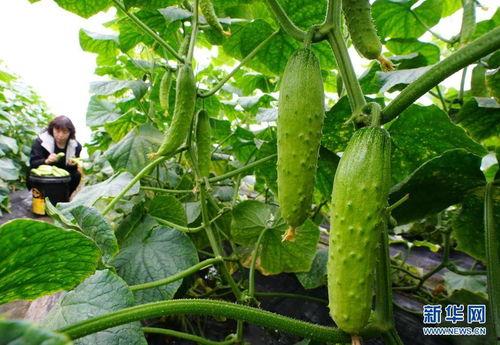 新疆小网红吃瓜视频下载,揭秘瓜界新宠儿的魅力瞬间