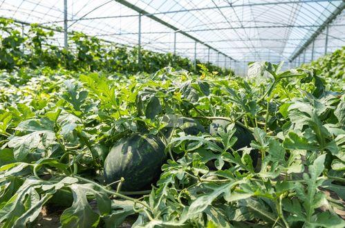 夏天农村吃瓜视频,一起感受农村吃瓜的快乐时光