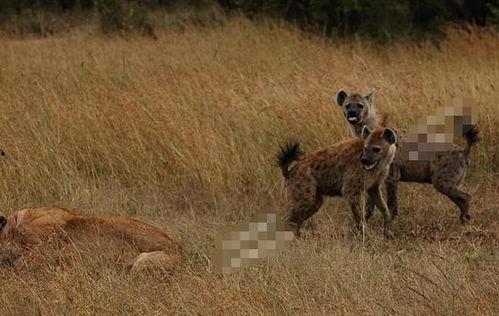 鬣狗吃哈密瓜视频,哈密瓜成美食盛宴