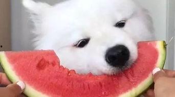 比熊吃瓜萨摩耶视频,萌态十足！