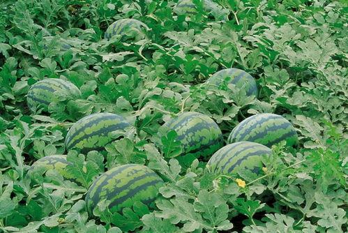 意大利围观吃瓜视频大全,一场场吃瓜盛宴大盘点