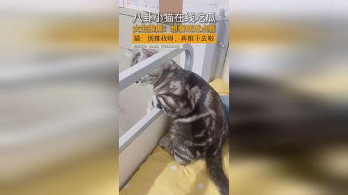 猫咪八卦吃瓜视频在线观看,一起在线观看吃瓜视频