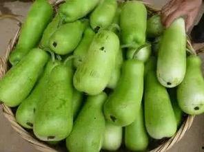 吃葫芦瓜原视频,原视频揭秘烹饪秘诀