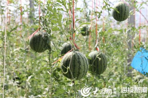 烟台小树林吃瓜事件视频,一场引发热议的网络视频风波